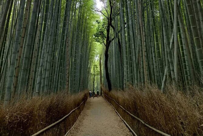 Kyoto Private Tour with National Licensed Guide - Who Will Love This Tour?