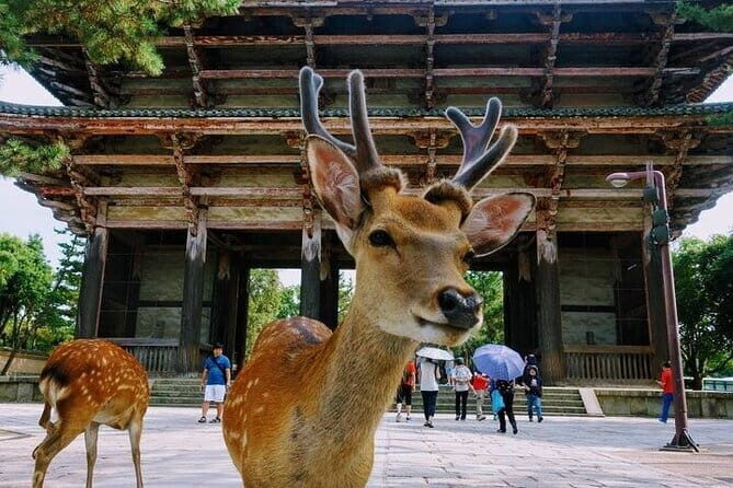 Kyoto Sansen-in Arashiyama Train 1 Day Tour from Osaka or Kyoto - Who Should Consider This Tour?
