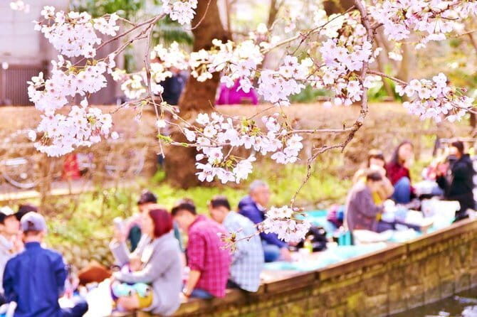 Kyoto Spring Evening (Cherry Blossom) Food Tour - Who Should Consider This Tour?