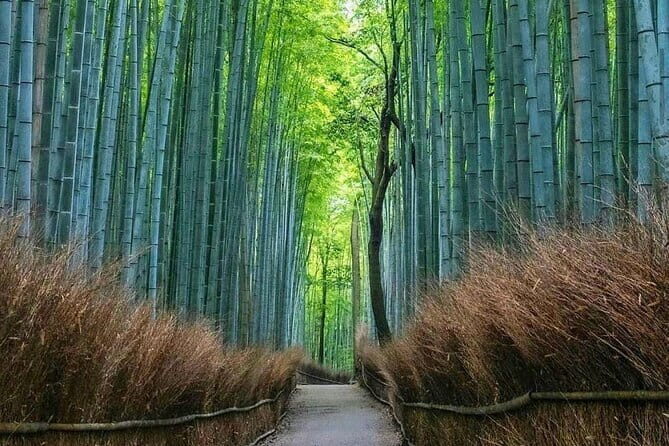Kyoto tour 12 hours Private Nagoya pick up available - The Sum Up: Is This Tour Worth It?