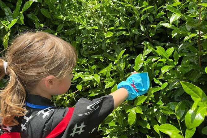 Kyoto Uji Tea Picking and Byodo in Temple Private Tour - Practical Details and What We Think