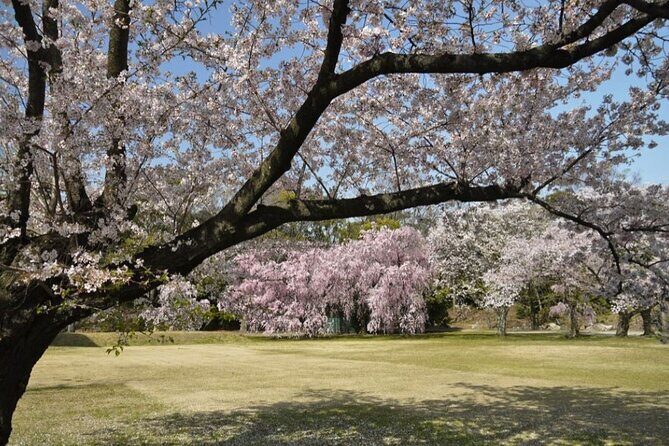 Kyoto's World Heritage Walking Tour from Kyoto st. - Hirano Shrine: Among the Most Spectacular Cherry Blossom Spots