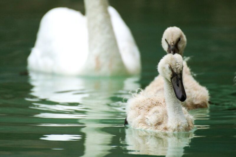 La Almudaina Palace Entry Ticket - Who Will Love This Experience?