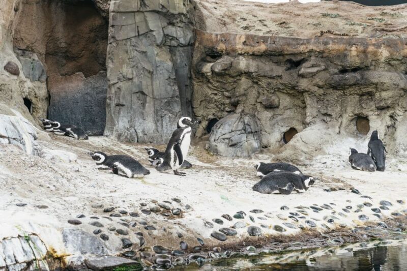 LA: Aquarium of the Pacific Skip-the-Line Entry - Who Should Visit?