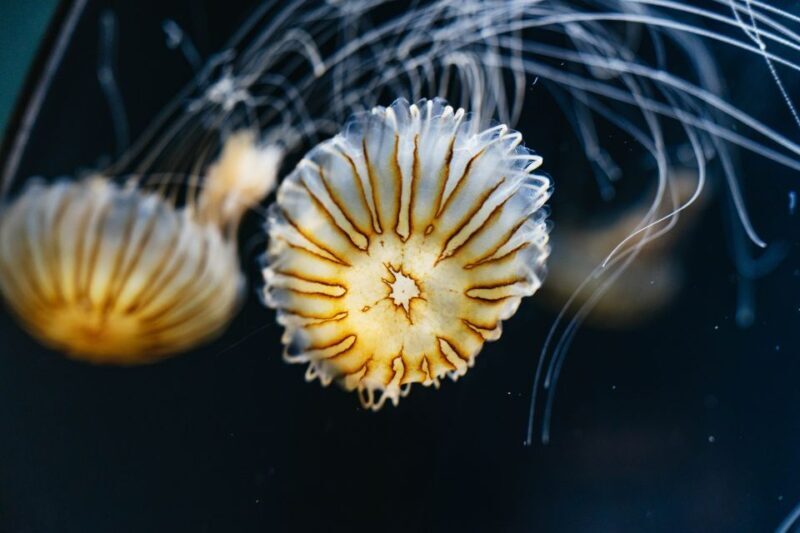 LA: Aquarium of the Pacific Skip-the-Line Entry - FAQ
