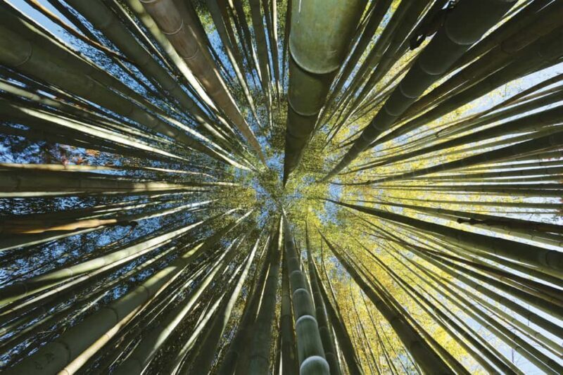 La Bambouseraie en Cévennes Ticket - Introduction