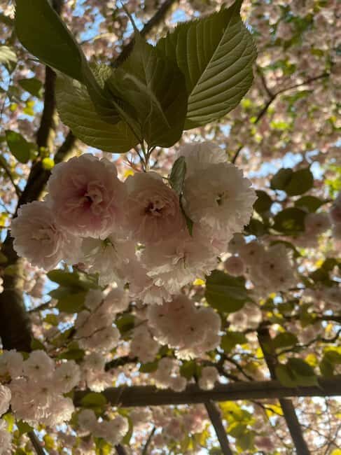 La Bambouseraie en Cévennes Ticket - The Value Proposition