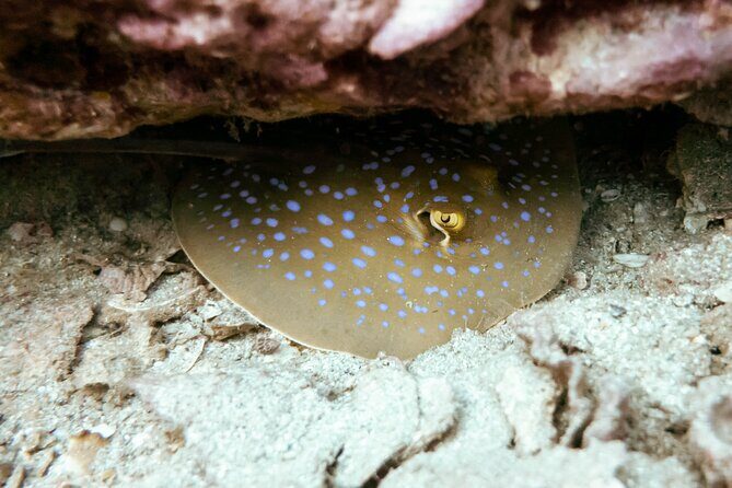 La Bombona Diving Koh Tao Try Dive - FAQ