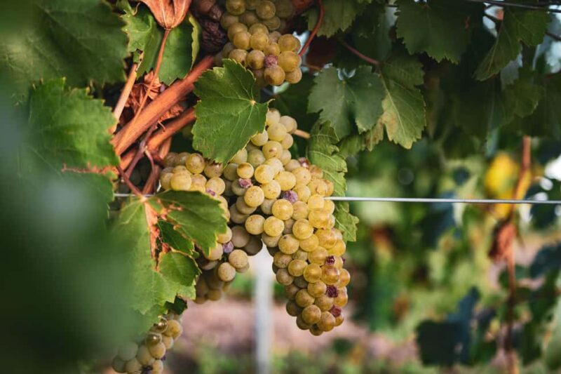 LA CAJA DE PANDORA - An In-depth Look at La Caja de Pandoras Wine Tour