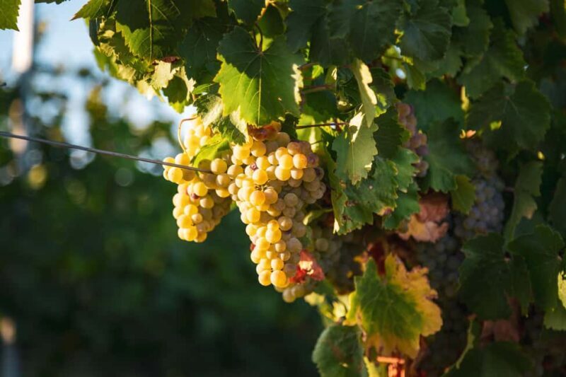 LA CAJA DE PANDORA - Who Will Love This Tour?