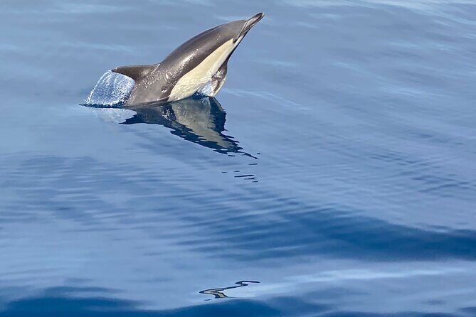 La Herradura: Sailboat with a view of dolphins-Shared - The Experience at a Glance