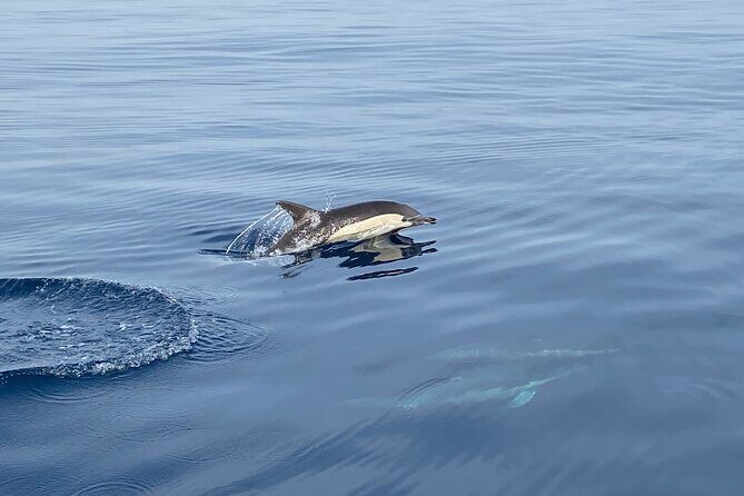 La Herradura: Sailboat with a view of dolphins-Shared - Who Will Love This Tour?