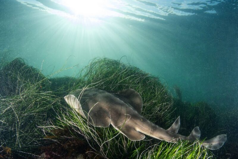 La Jolla: 2.5-Hour Kayak and Snorkel Tour - A Complete Dive into the La Jolla Kayak and Snorkel Tour