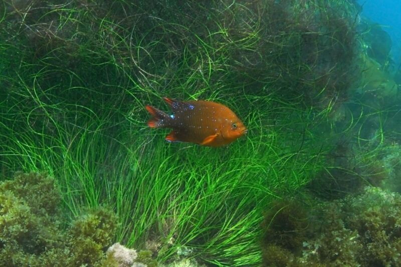 La Jolla: 2.5-Hour Kayak and Snorkel Tour - The Sum Up