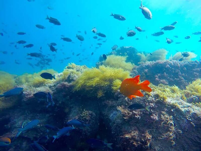 La Jolla: Full-Day Snorkel Gear Rental with Wetsuit Option - Detailed Breakdown of the Experience