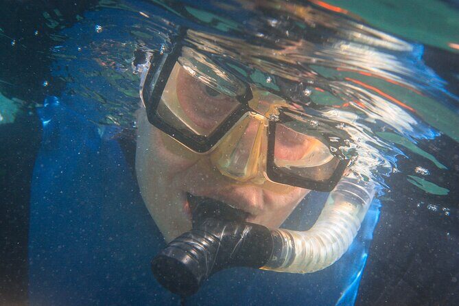 La Jolla Snorkel with the Leopard Sharks - Final thoughts: Who should consider this tour?