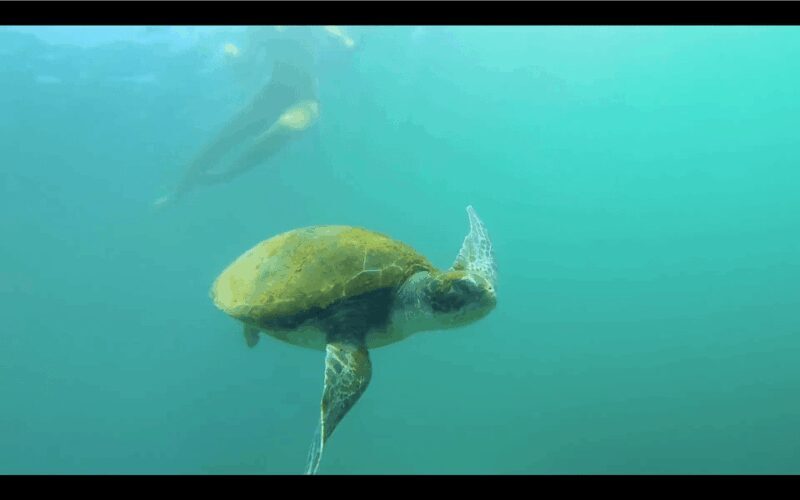 La Jolla: Sunset Kayak Tour of the 7 Caves - Wildlife and Marine Encounters