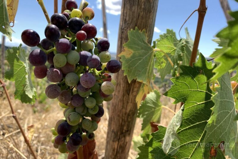 La Maliosa Farm Experience & Wine Tasting - Who Will Love This Tour?