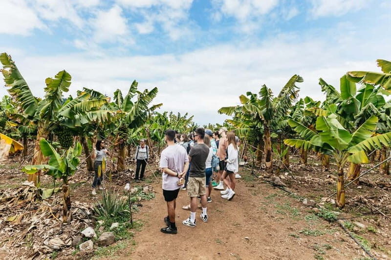 La Orotava: Eco Banana Plantation Tour with Banana Liquor - La Orotava: Eco Banana Plantation Tour with Banana Liquor – An Authentic Taste of Canary Island Agriculture