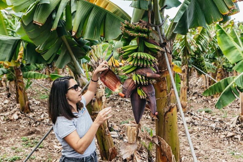 La Orotava: Eco Banana Plantation Tour with Banana Liquor - An In-Depth Look at the Eco Banana Plantation Tour