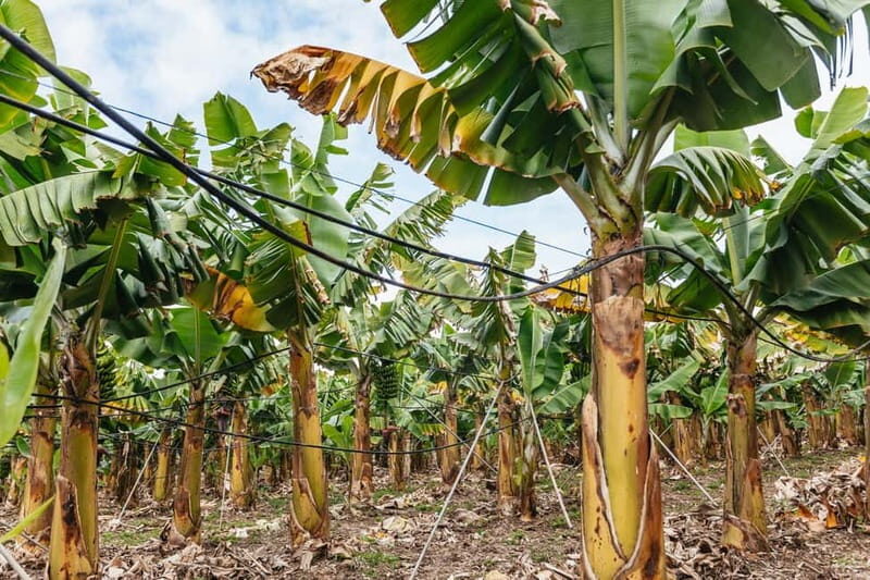 La Orotava: Eco Banana Plantation Tour with Banana Liquor - FAQ