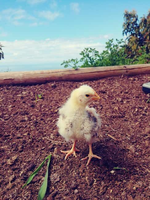 La Orotava: Workshop "Natural Horsemanship" and Permaculture - An In-Depth Look at the Experience