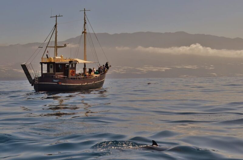 La Palma: 4 Stunden Bussard Classic Tour - The Value and Practical Considerations