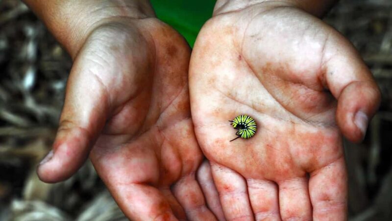 La Palma: PlatanoLógico Edible Forest Tour - Is This Tour Worth It?