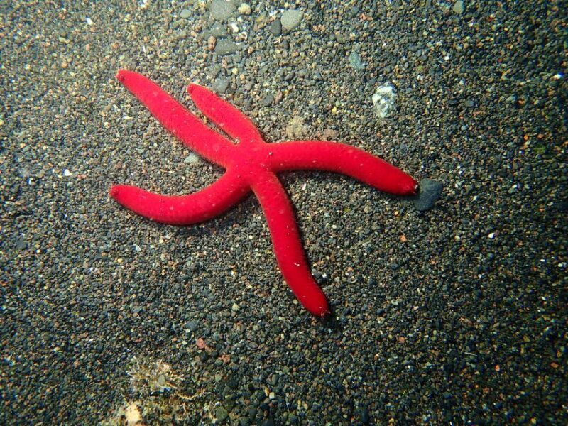 La Palma : Snorkeling Tour in Los Cancajos - FAQs