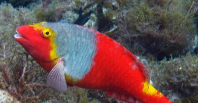 La Palma: SSI Try Scuba Program - Who Should Consider This Experience?