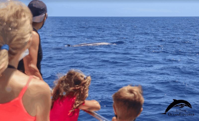 La Palma: Whale Watching Experience and Coastal Highlights - A Deep Dive into the Whale Watching & Coastal Highlights Tour