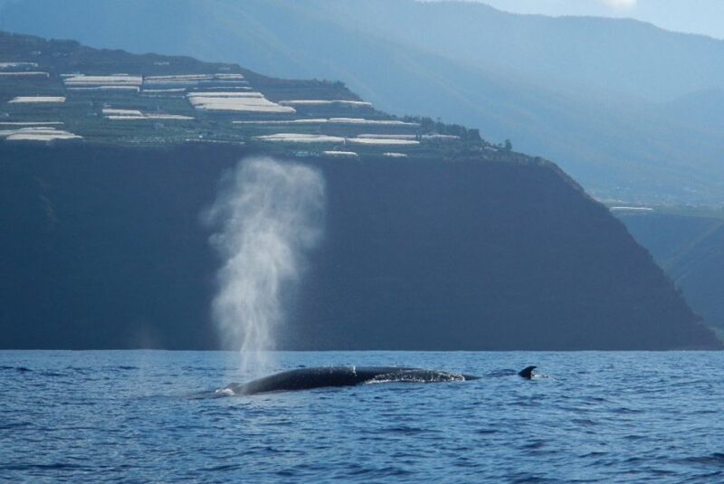 La Palma: Whale Watching Experience and Coastal Highlights - FAQ