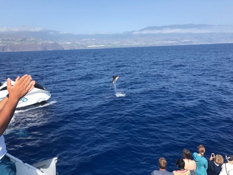 La Palma: Wildlife Viewing and Cumbre Vieja Boat Tour - A Scenic Journey with a Focus on Marine Wildlife