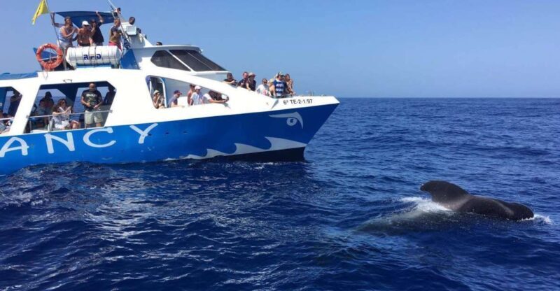 La Palma: Wildlife Viewing and Cumbre Vieja Boat Tour - Marine Life Encounters: What You Can Expect