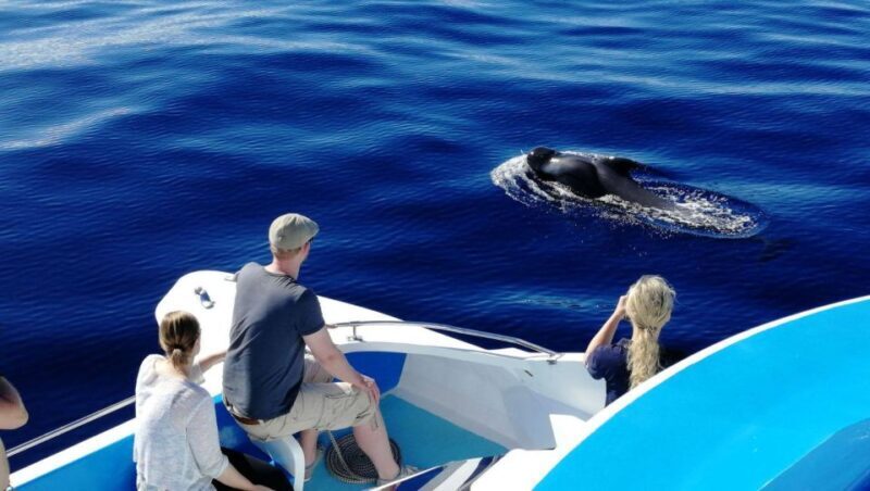 La Palma: Wildlife Viewing and Cumbre Vieja Boat Tour - Duration, Comfort, and Practicalities