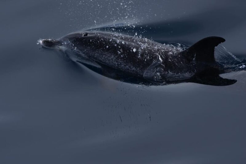 La Palma: Wildlife Viewing and Cumbre Vieja Boat Tour - Final Thoughts on Value and Experience