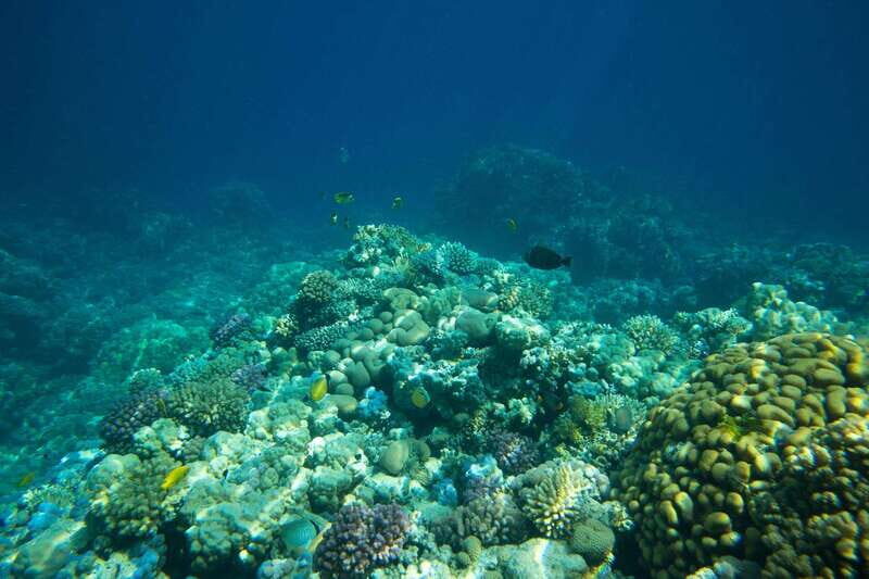 La Paz: Coral Farm Snorkel Tour - Practical Tips for Travelers