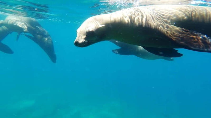 La Paz: Day Cruise & Snorkelling (w/sea lions) Food & Drinks - The Itinerary in Detail