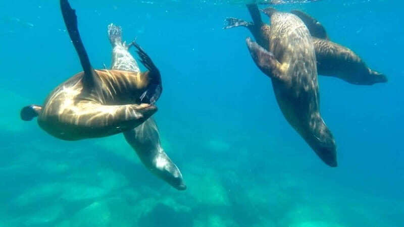 La Paz: Day Cruise & Snorkelling (w/sea lions) Food & Drinks - Who Should Book This Tour?