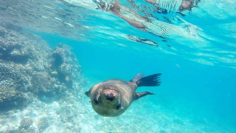 La Paz: Day Cruise & Snorkelling (w/sea lions) Food & Drinks - FAQs