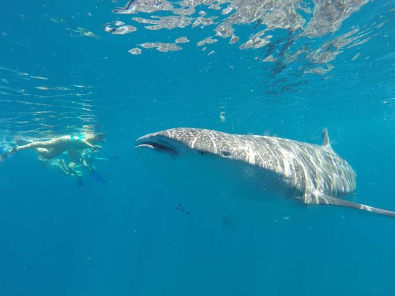 La Paz: Experience Swimming with a Whale Shark - What Makes This Tour Stand Out?