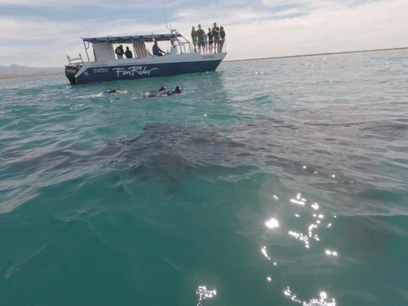 La Paz: Experience Swimming with a Whale Shark - The Sum Up