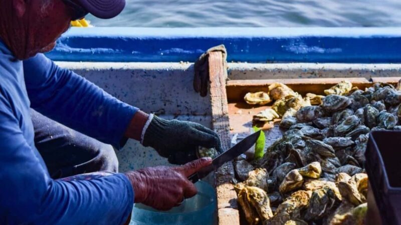 La Paz: Mangrove Adventure, Snorkeling and Shellfish Tasting - Snorkeling at Ensenada de Iris