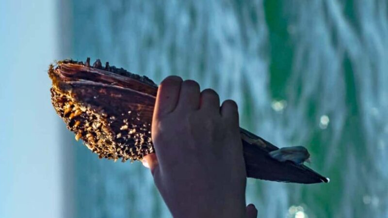 La Paz: Mangrove Adventure, Snorkeling and Shellfish Tasting - Fresh Shellfish Tasting at Punta Mogote