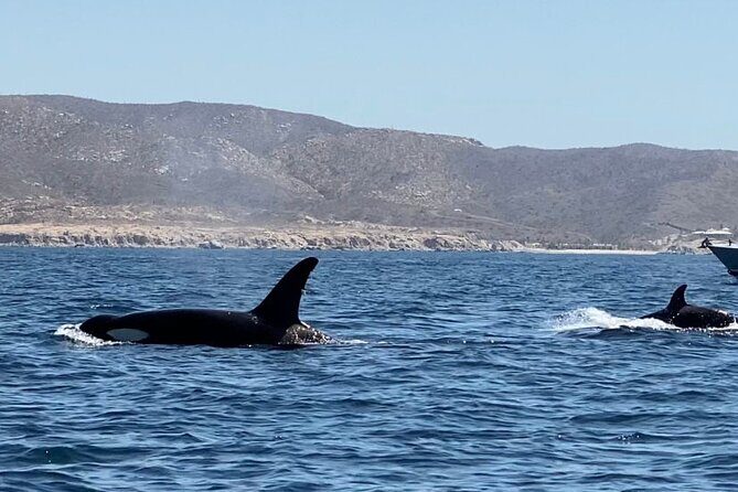 La Paz Mexico Sunset Cruise with Local Guides : small group - FAQs