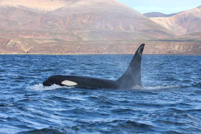 La Paz - Ocean Safari: find dolphins, orcas, and sea lions - Final Thoughts: Worth the Investment