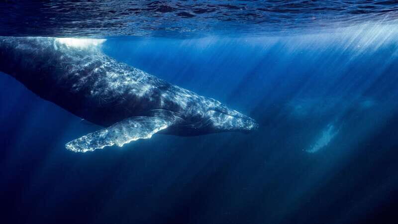 La Paz or La Ventana: Ocean Safari - An Introduction to Baja’s Marine Safari Experience