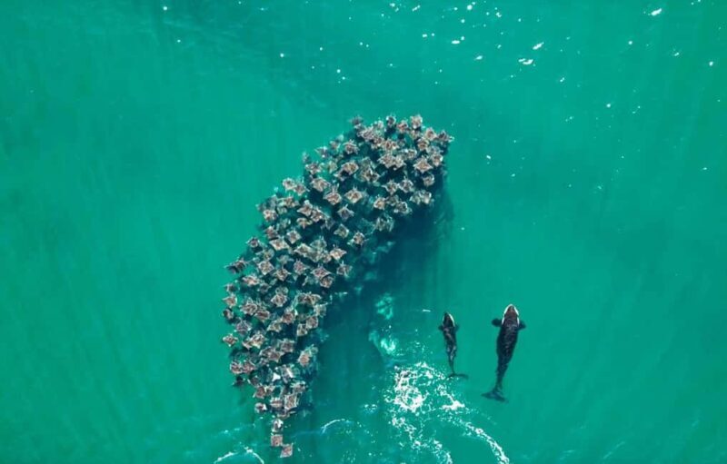 La Paz or La Ventana: Ocean Safari - A Deep Dive into the Baja Ocean Safari