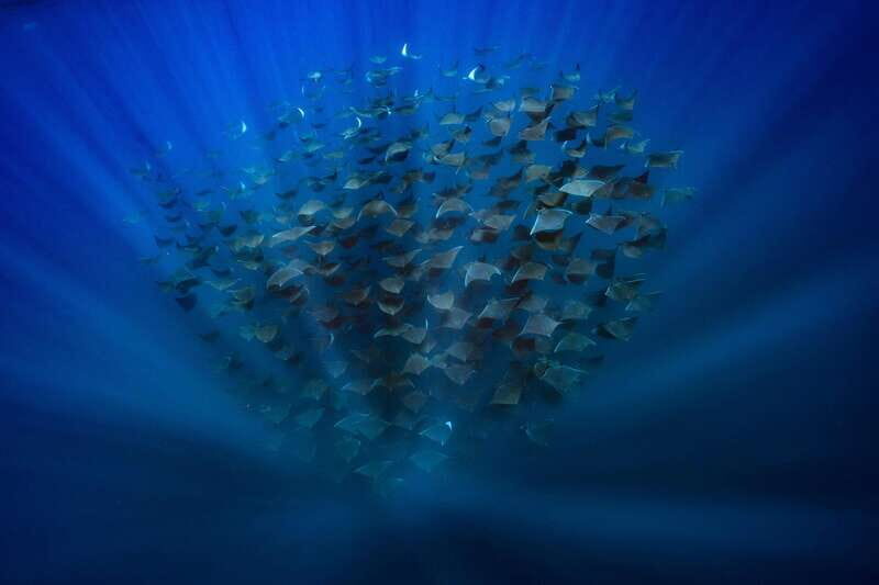 La Paz or La Ventana: Ocean Safari - Final Thoughts