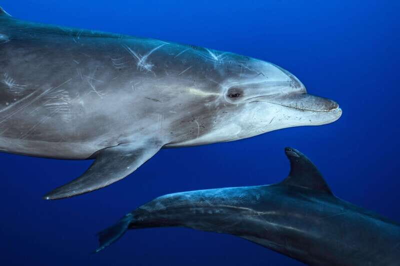 La Paz or La Ventana: Ocean Safari - FAQs